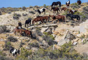 Herd of Wild Horses in the Wyoming Desert in Autumn
