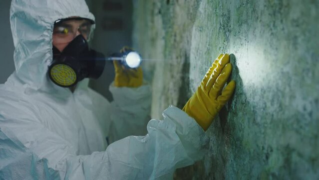 mold exterminator disinfection search for a black mold fungus focus