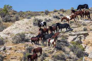 Herd of Wild Horses in the Wyoming Desert in Autumn