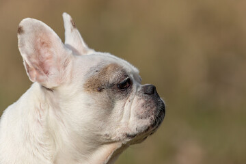 Close up view on portrait of old white french bulldog 