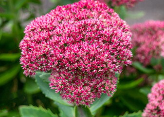 Beautiful purple sedum flowers in the autumn garden.
