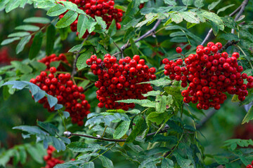 Rowan branches with clusters of red ripe berries on a background of green leaves.