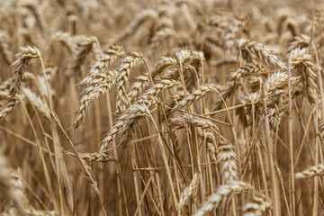 Obraz premium Rural scenery. Background of ripening ears of wheat field and sunlight. Crops field. Selective focus. Field landscape