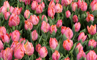 Field of bright pink tulips close up at Goztepe Park during the annual Tulip Festival in Istanbul, Turkey