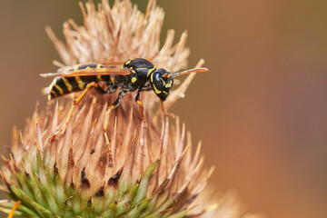 Common wasp on dry thistle in Danubian wetland meadow, Slovakia