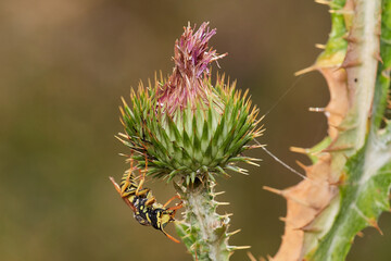 Common wasp on dry thistle in Danubian wetland meadow, Slovakia