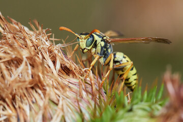 Common wasp on dry thistle in Danubian wetland meadow, Slovakia