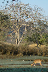 Paisaje con ciervo en el Parque Nacional de Ranthambore en Rajastán, India