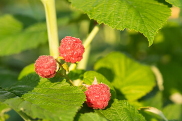 red raspberries on a green branch , blurred background