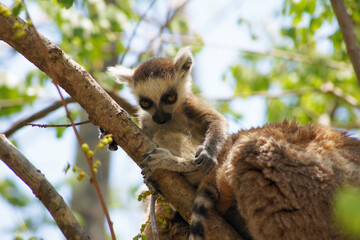 Kata lemur in Isalo National Park, Madagascar