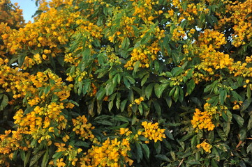 Obraz premium flores amarelas 