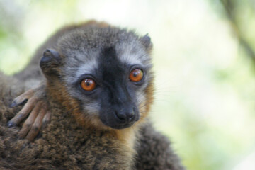 Brown lemur in Isalo National Park, Madagascar
