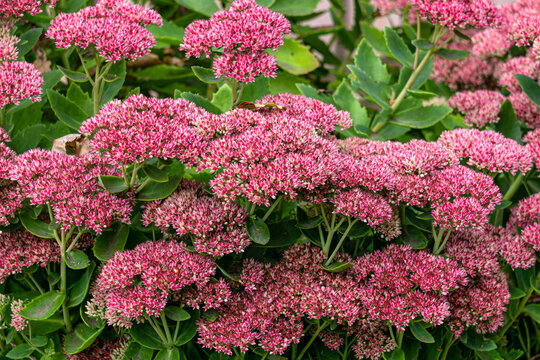 Beautiful purple sedum flowers in the autumn garden.