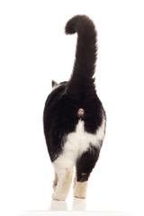 Black white cat walking away from camera showing butt hole. Isolated cutout on a white background.