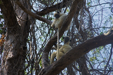 Sikafa lemur in Tsingy de Bemaraha National Park, Melaki, Madagascar