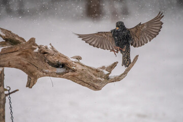 starling landing on a branch