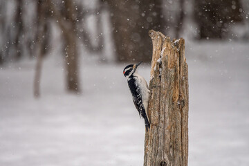 Woodpecker on a post