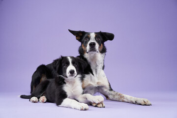 funny puppy and adult dog on purple background. Border collie dog with funny muzzle, emotion