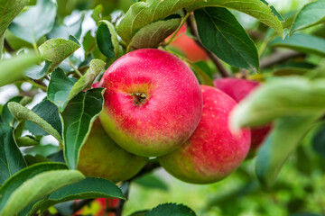 Fresh apples grow on the tree in the orchard