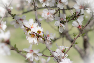 Flores en primavera