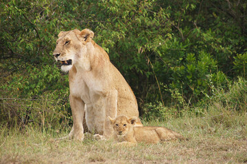 Lioness with her cub in the Masai Mara, Kenya