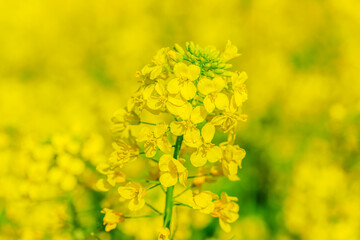 Rape flowers bloom in spring