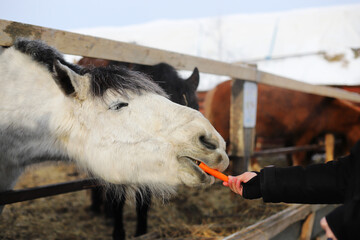 Human hand is feeding a horse with carrot