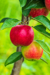 Red apples grow on the tree in the orchard