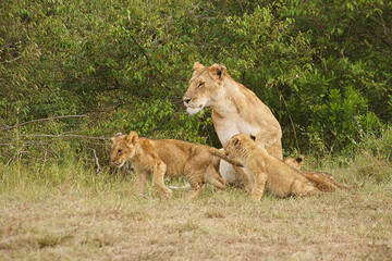 Lioness with her cub in the Masai Mara, Kenya