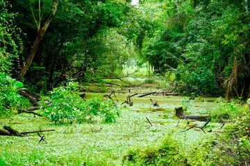 nature jungle