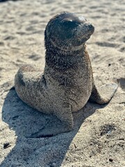 sea lion on the beach