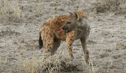 Fototapeta premium Wild dog, Etosha National Park, Namibia