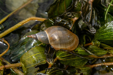 Lymnaea - Great pond snail Lymnaea stagnalis, air-breathing freshwater snail, an aquatic pulmonate...