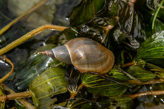 Lymnaea - Great pond snail Lymnaea stagnalis, air-breathing freshwater snail, an aquatic pulmonate gastropod mollusk, family Lymnaeidae