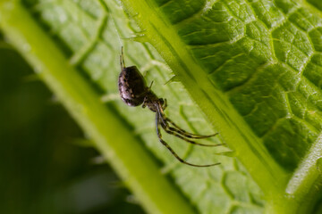 Nice macro image of a spider web sitting on its web with a blurred background and selective focus. A spider in a web is a close-up image of a spider in a garden