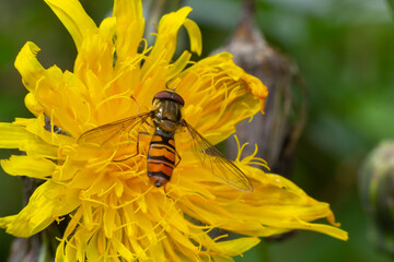 Marmalade Hoverfly Episyrphus balteatus distinctive orange black pattern, resting on yellow flower, green background