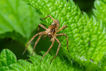 Pisaurina mira Nursery web spider a common garden and meadow insect with selective focus