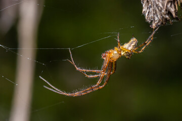 Neriene peltata is a species of spider belonging to the family Linyphiidae