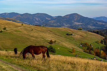 Horses graze near the mountain in the pasture in the early autumn. Honed horses graze in a pasture in the mountains