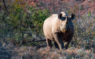 The bouncer. The black or hook-lipped rhinoceros are notoriously bad tempered and despite their...