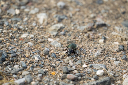 Common violet ground beetle, also known as Carabus violaceus walking on gravel