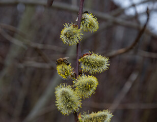 Spring willow and the first bee.