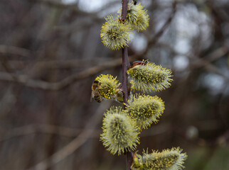 Spring willow and the first bee.