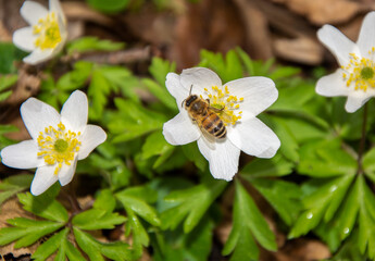 Spring bee on an white anemone