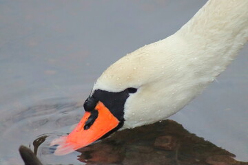 Łabędź niemy szuka pożywienia w swoim naturalnym środowisku © Agnieszka