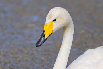 A closeup portrait of a Whooper Swan