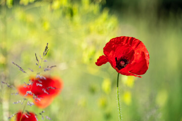 red poppy in the field