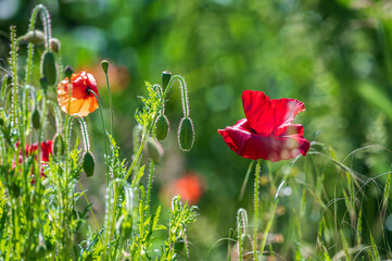 poppy flowers in field