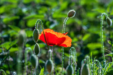 red poppy flower