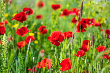 Plakat field of red poppies